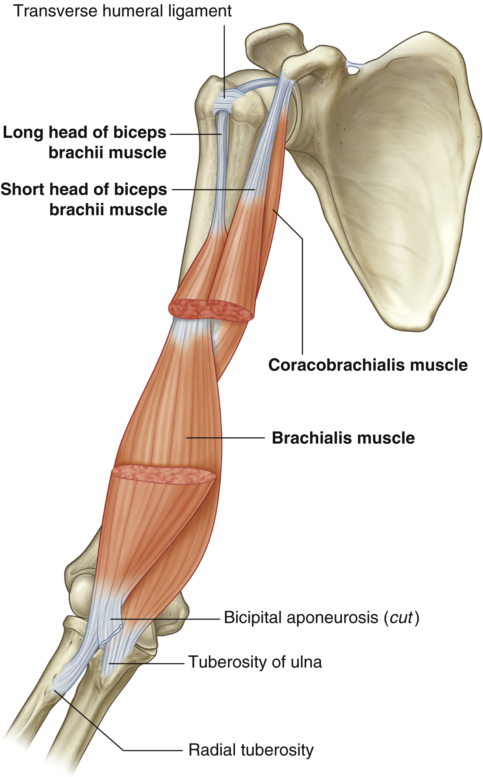 <p>Brachialis: origin</p>