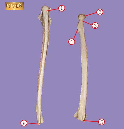 <p><span>Identify bone marking number 1.</span></p>