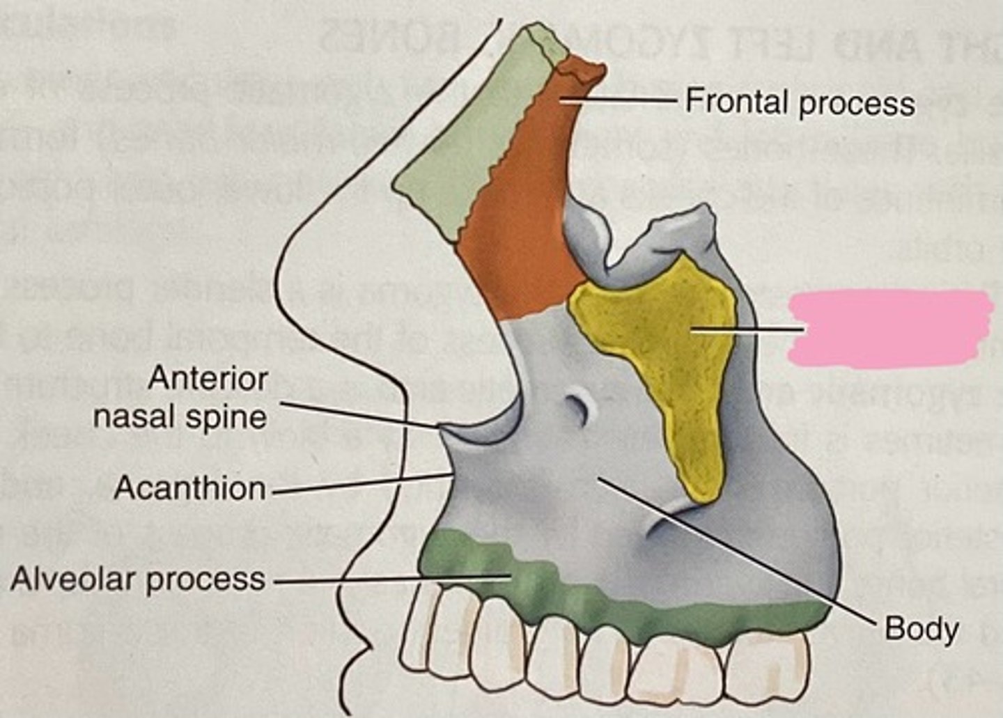 <p>Which process of the maxillae projects laterally to unite with the zygoma?</p>