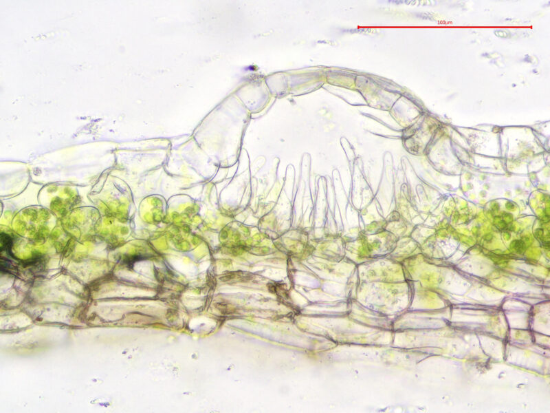 <p>large with ventral scales, peppery small, and hyaline cells in pores</p>