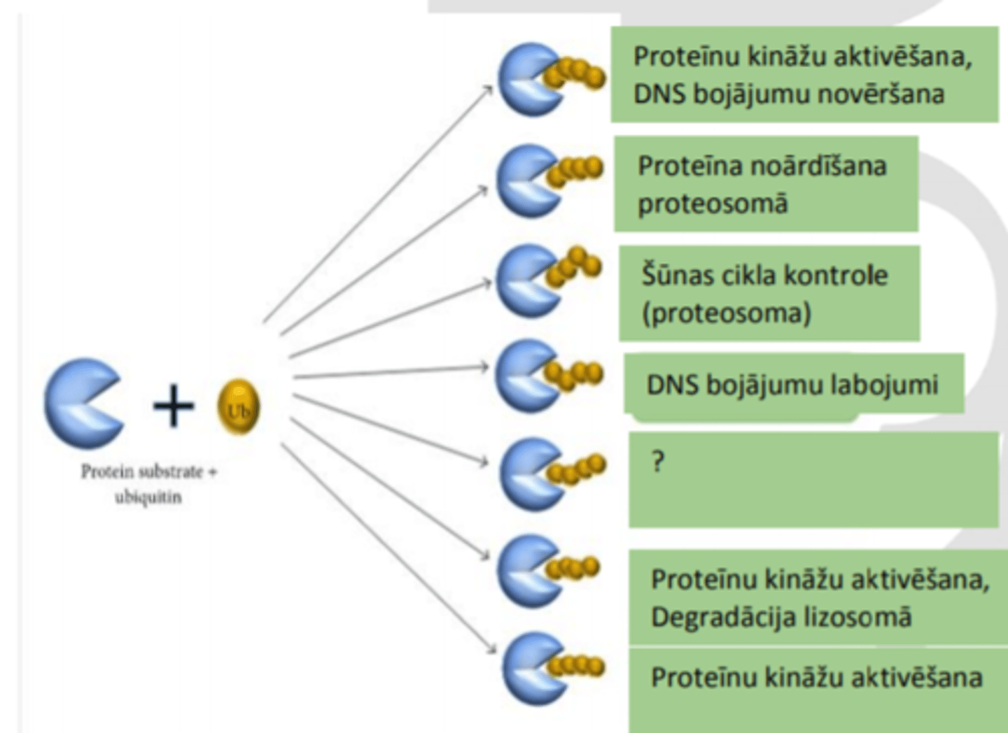 <p>Ubikvitinēti proteīni var tikt noārdīti, pārvietoti uz citām organellām, mainīt aktivitāti, iegūt vai zaudēt spēju saistīties ar citiem proteīniem.</p>