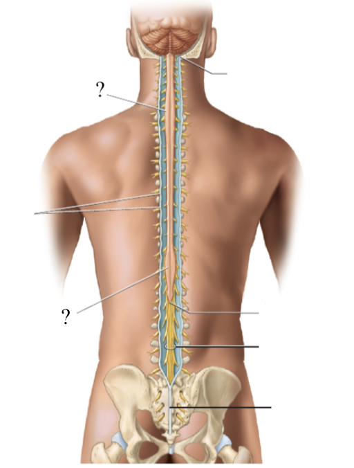 <p>2 thicker/wider sections of the spinal cord</p><ul><li><p>cervical enlargement: gives rise to the nerves of the upper limbs</p></li><li><p>lumbar enlargement: gives rise to the lumbar and pelvis nerves</p></li></ul><p></p>