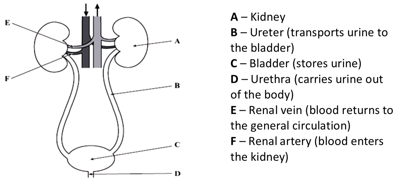 <p>Humans have two kidneys, one either side of the vertebral column. The kidney is enclosed in a tough renal capsule. Blood enter the kidney via the renal artery and leaves the kidney via the renal vein.</p>