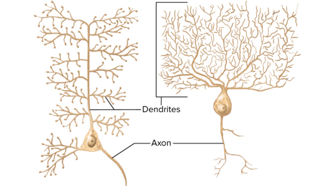 <p>what type of neuron is this</p>