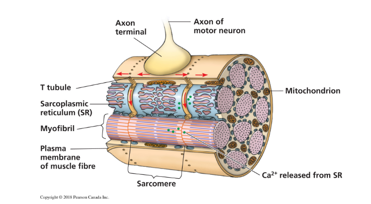 <ul><li><p class="ds-markdown-paragraph"><strong><span>Transverse (T) Tubules:</span></strong><span> Infoldings of the plasma membrane that carry the action potential deep into the muscle fiber.</span></p></li><li><p class="ds-markdown-paragraph"><strong><span>Sarcoplasmic Reticulum (SR):</span></strong><span> A specialized endoplasmic reticulum that </span><strong><span>stores and releases Ca²⁺</span></strong><span> when triggered by the action potential in the T-tubules.</span></p></li></ul><p><br></p>
