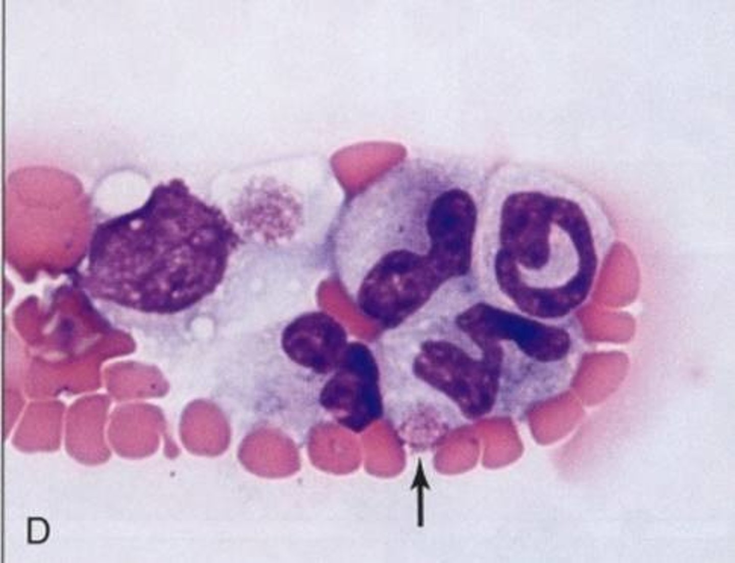 <p>This artifact may be confused with Ehrlichia canis. Identify this artifact</p>
