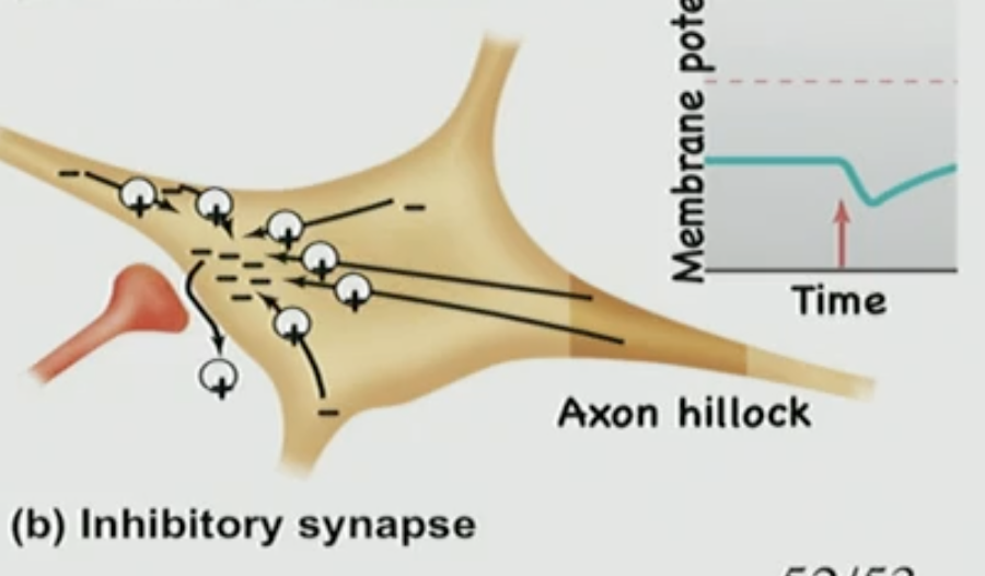 <p>Inhibitory Post-Synaptic Potential: <strong><u>IPSP</u></strong></p>