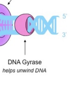 Topoisomerase

* Prevents supercoiling and upstream torsional strain the DNA builds up during unwinding