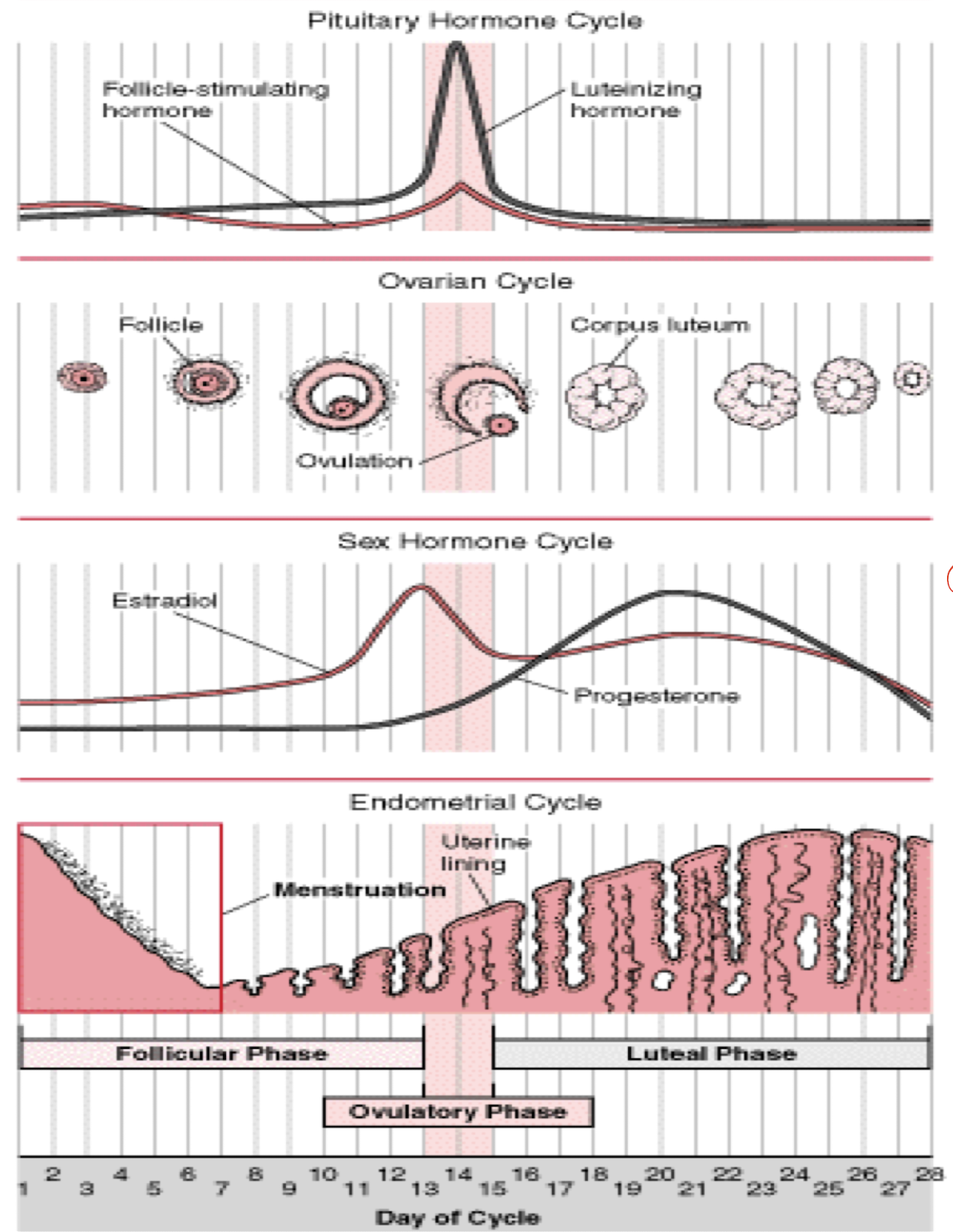 1. The low estrogen and progesterone at the end of the previous cycle triggers the hormnoal cycle to inc LH and FSH
- Hormonal cycle = hypothalamus secrege GnRH, trigger anterior pit to make LH and FSH, they trigger more estrogen and progesterone

Folicular phase
2. Lots of follicles dev and one dominant one actually matures

Ovulation
3. LH Surge = ovulation (egg/ovum releases)

Leutial Phase
4. Rest of the follicle (corpus luteum) primary job is to release progesterone
- Goal: favorable env to implant egg
5. Progesterone rise, peak 6-8 days
- Estrogen and progesterone inc and negative feedback on hormone cycle

No implant:
6. estrogen and progesterone decrease and restart to step 1