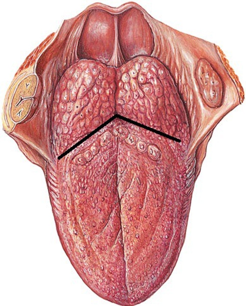 <p>Separation of ⅓ posterior and ⅔ anterior portions of the tongue with the foramen cecum at the point</p>