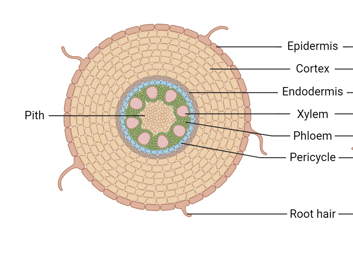 <p>vascular tissue in a ring </p>