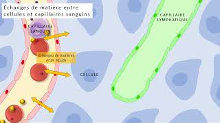 <p><strong><u>Dans le capillaire sanguin : </u></strong></p><ul><li><p>globule blanc </p></li><li><p>plaquettes </p></li><li><p>globule rouge</p></li><li><p>O2 libéré par globules rouges </p></li><li><p>glucose </p></li><li><p>plasma autour de tout cela </p></li></ul><p><strong><u>À l’extérieur du capillaire sanguin : </u></strong></p><ul><li><p>cellule </p></li><li><p>cytosol (liquide dans les cellules individuelles)</p></li><li><p>CO2 libéré des cellules </p></li><li><p>Li qui entoure tout cela </p></li></ul>