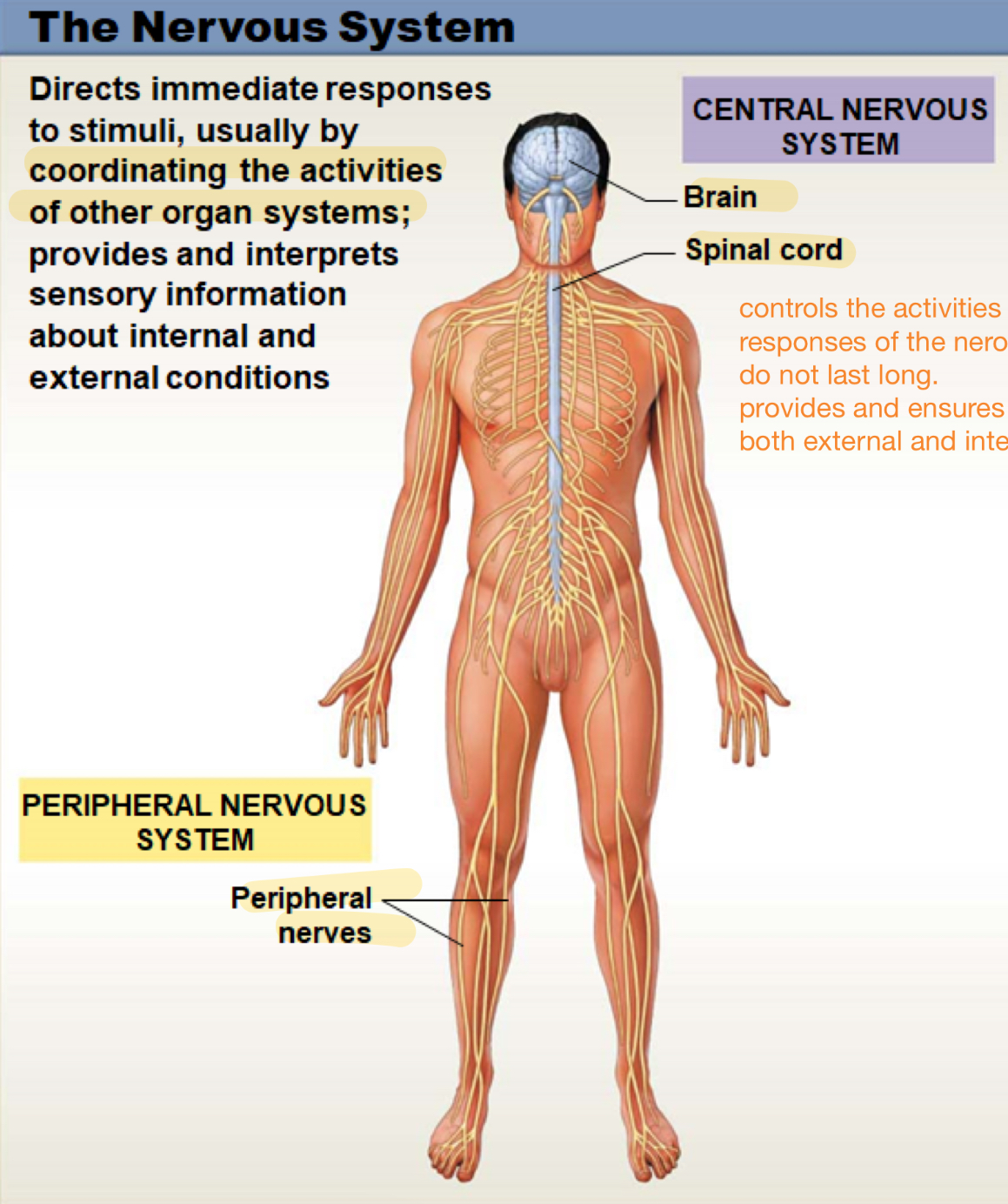 <p>directs immediate responses to stimuli, usually by coordinating the activities of other organ systems; provides and interprets sensory information about internal and external conditions</p>