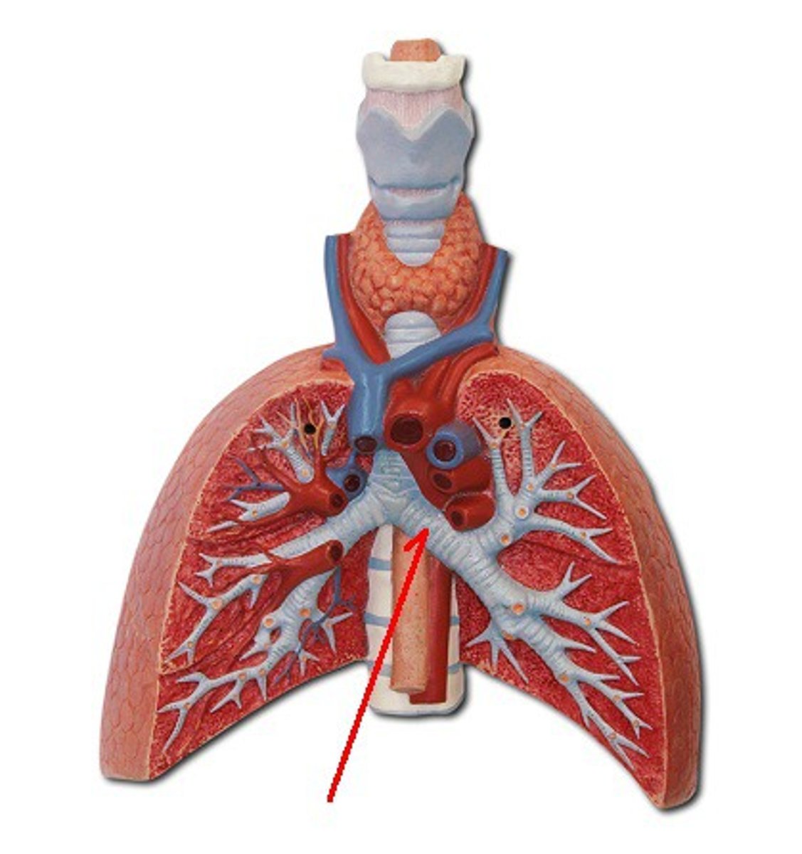 <p>Identify the structure, organ, or bone.</p>