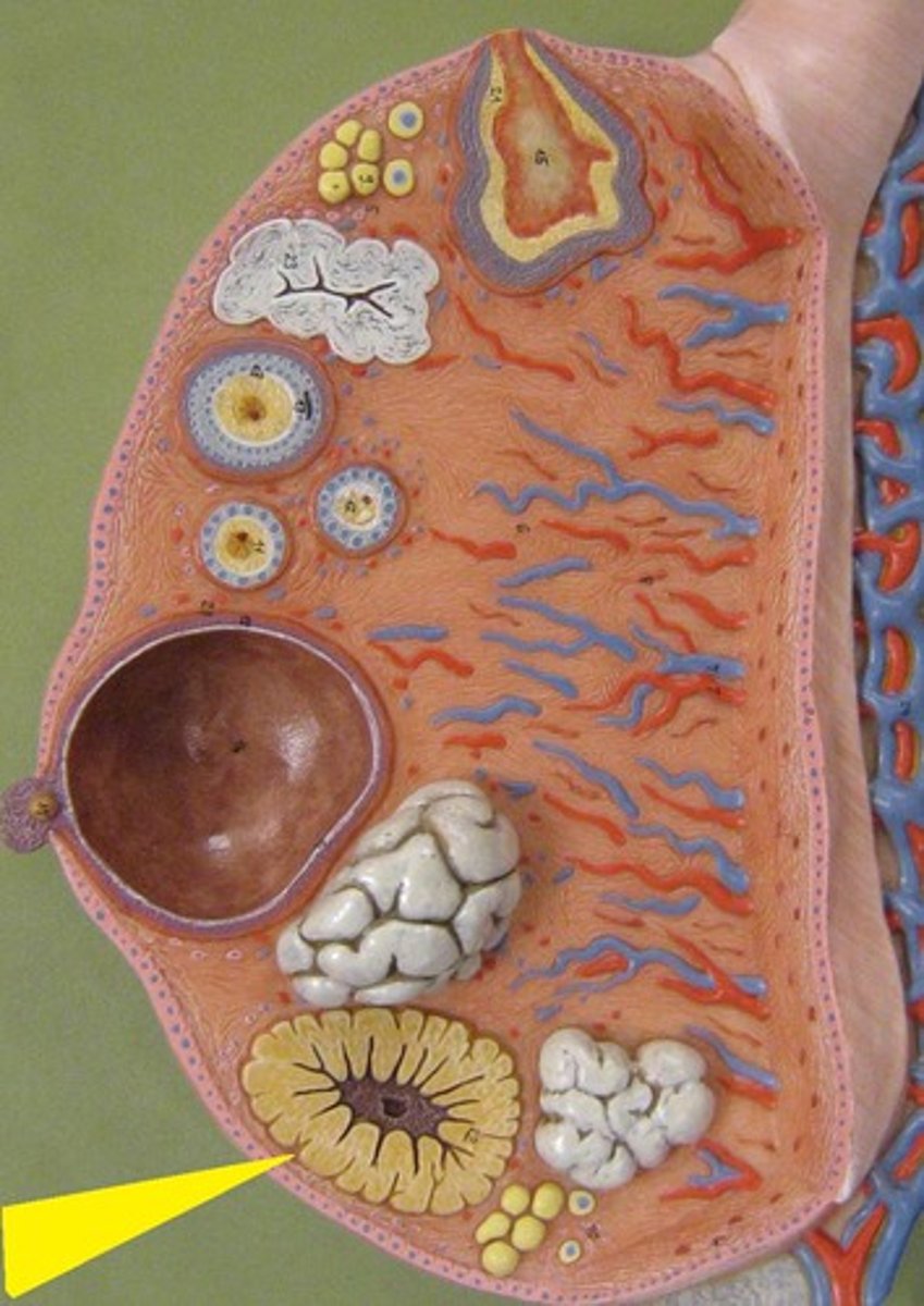 <p>Remnant of the follicle that secretes hormones during the luteal phase.</p>