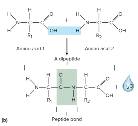 <p>Joins the amino and carboxyl groups of two amino acids through dehydration synthesis</p>