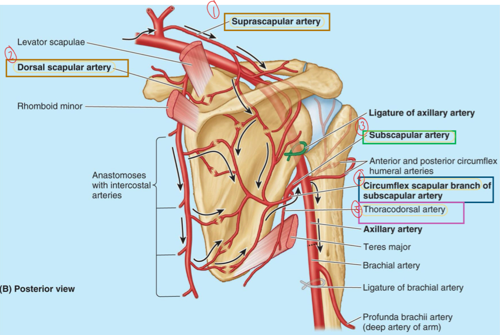 <ol><li><p>Suprascapular artery</p></li><li><p>Dorsal scapular artery</p></li><li><p>Circumflex scapular artery</p></li><li><p>Thoracodorsal artery</p></li></ol>