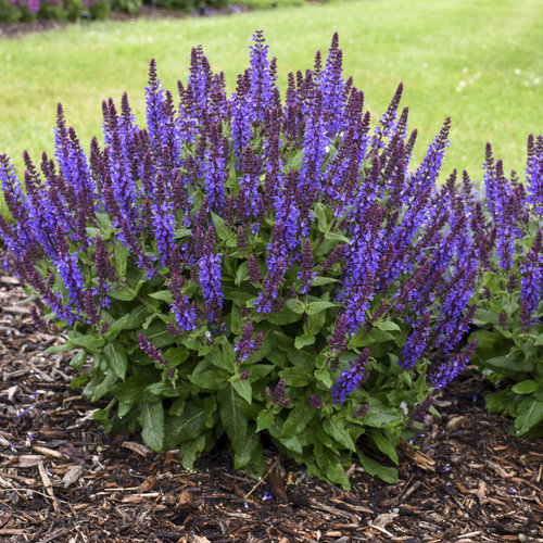 <p>Straight stem of flowers</p>