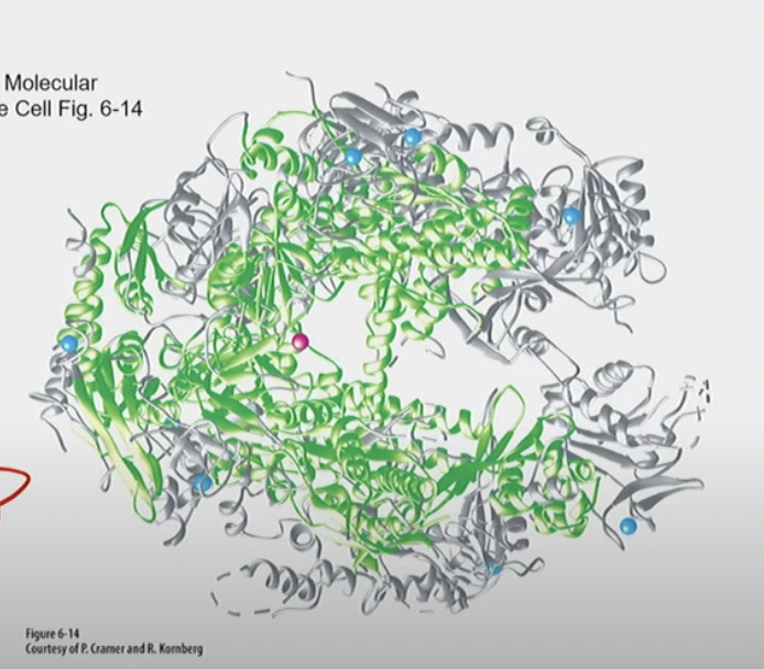 Bacterial RNAP has 5 subunits, eukaryotic RNA Pol II has 12

* RNA Pol II has a %%SPECIAL carboxyl terminal domain (CTD)%% not found in bacterial or other eukaryotic RNAPs
