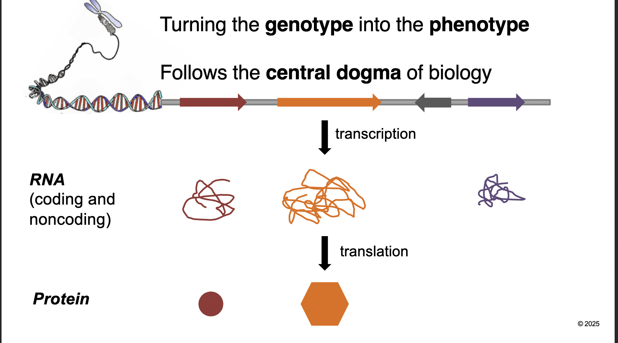 <ul><li><p>Turning on (expressing) a gene to produce RNA and protein&nbsp;</p></li><li><p>Turning the genotype into a phenotype&nbsp;</p></li><li><p>Follows the central dogma of biology&nbsp;</p></li></ul><p></p>