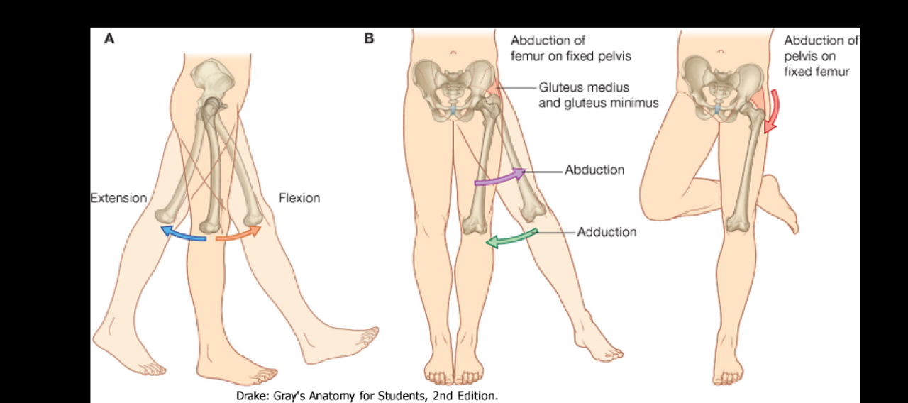 <ul><li><p>Flexion</p></li><li><p>Extension</p></li><li><p>Abduction</p></li><li><p>Adduction</p></li><li><p>Internal/External Rotation</p></li><li><p>Circumduction</p></li></ul><p></p>