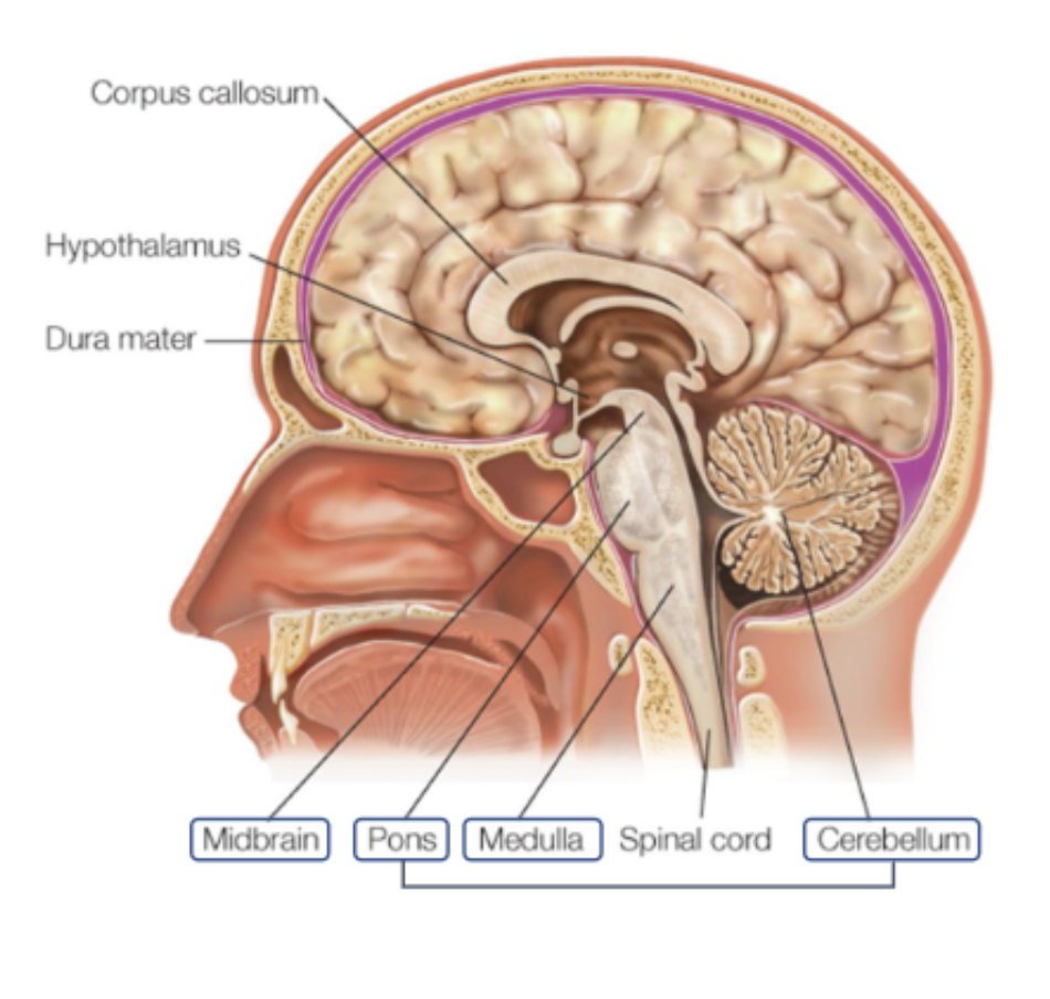 <p><span><span>Highly complex structure that houses the nuclei most essential for </span><em><span>the maintenance of life</span></em><span>. Damage to the brainstem is “very bad news”.</span></span></p><p><span><span>Three main parts: medulla (oblongata), pons, cerebellum, midbrain.</span></span></p>
