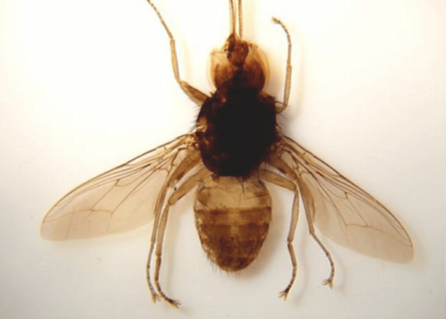 <p>T. Brucei species insect host</p>