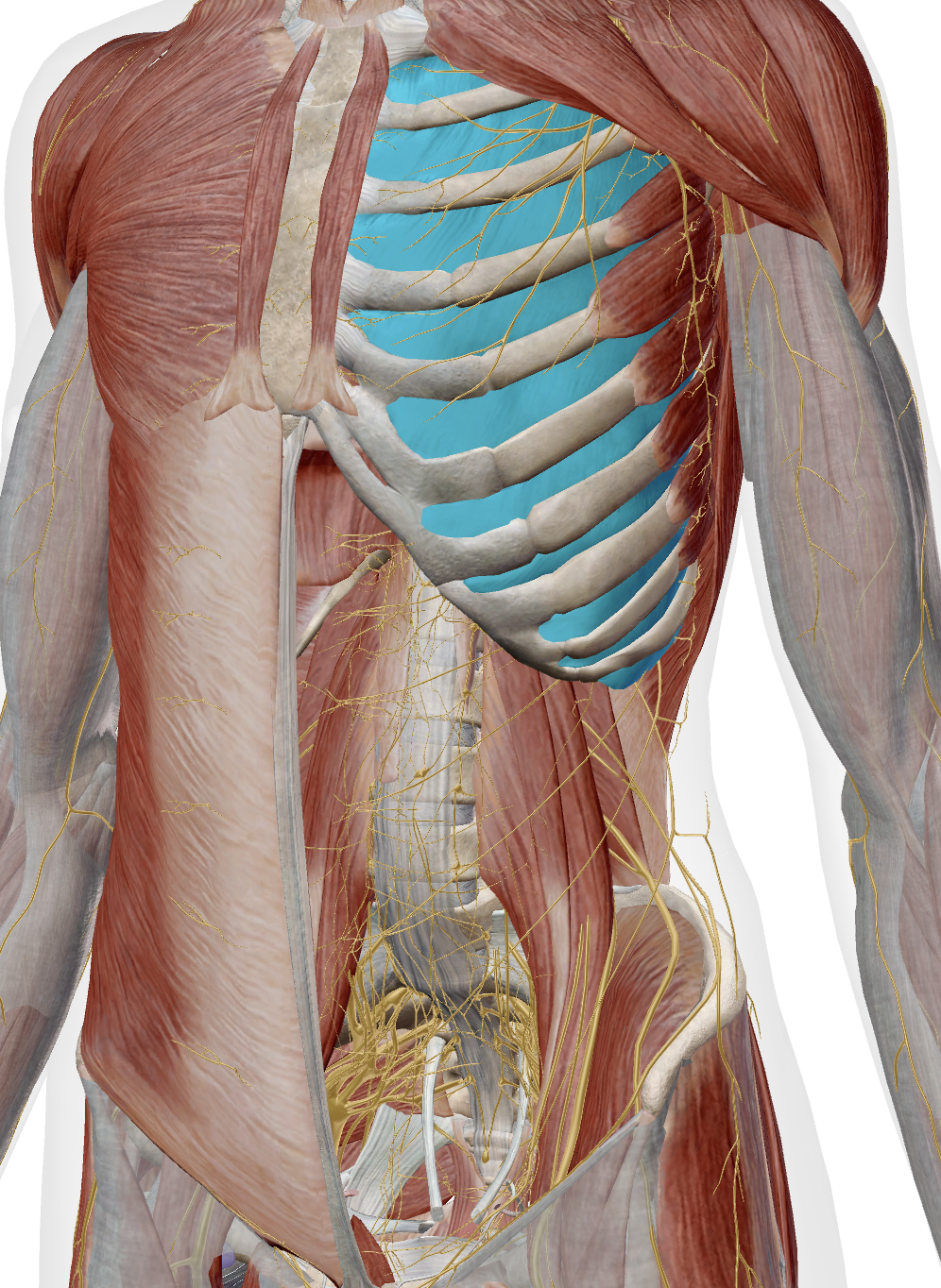 <p>external intercostals</p>