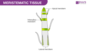 <p>What is meristematic tissue?</p>
