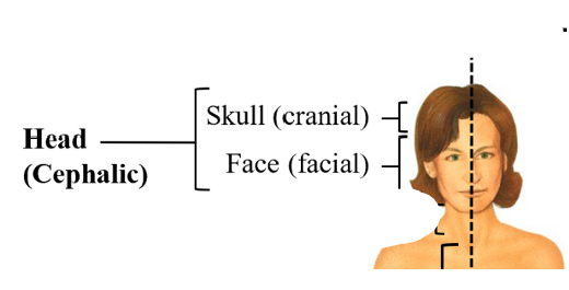<p>within the head region,</p><ol><li><p>skull (cranial)</p></li><li><p>face (facial)</p></li></ol><p></p>