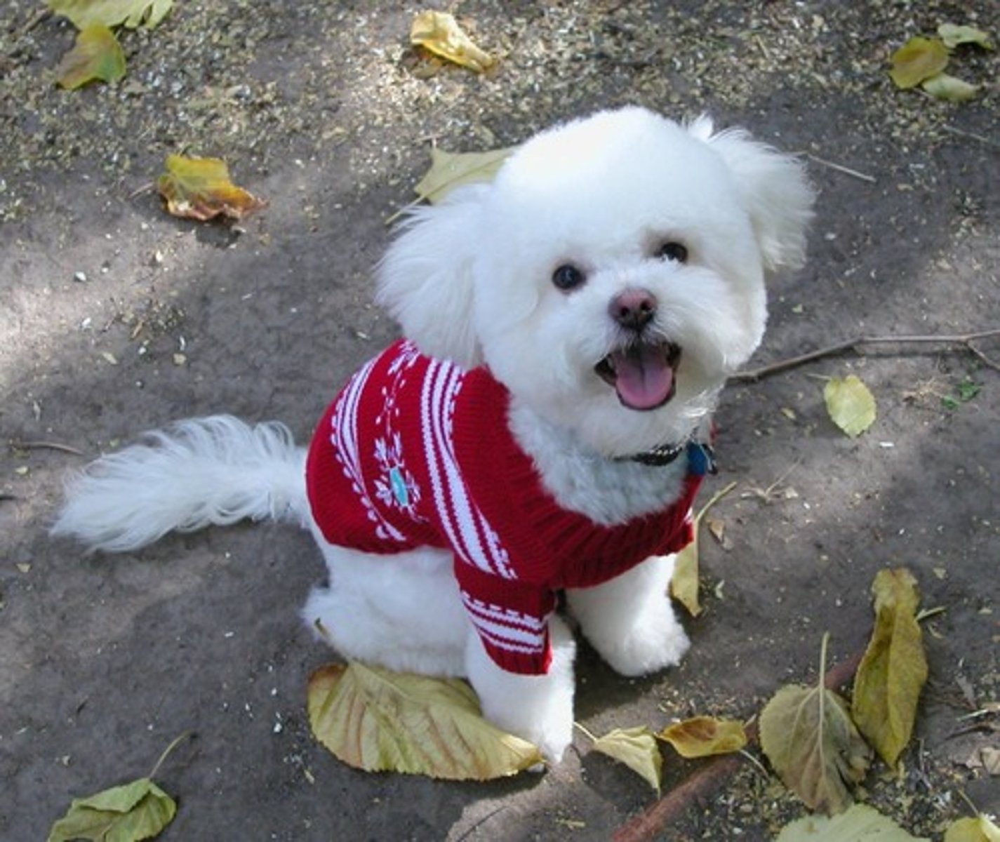 <p>sweater</p>