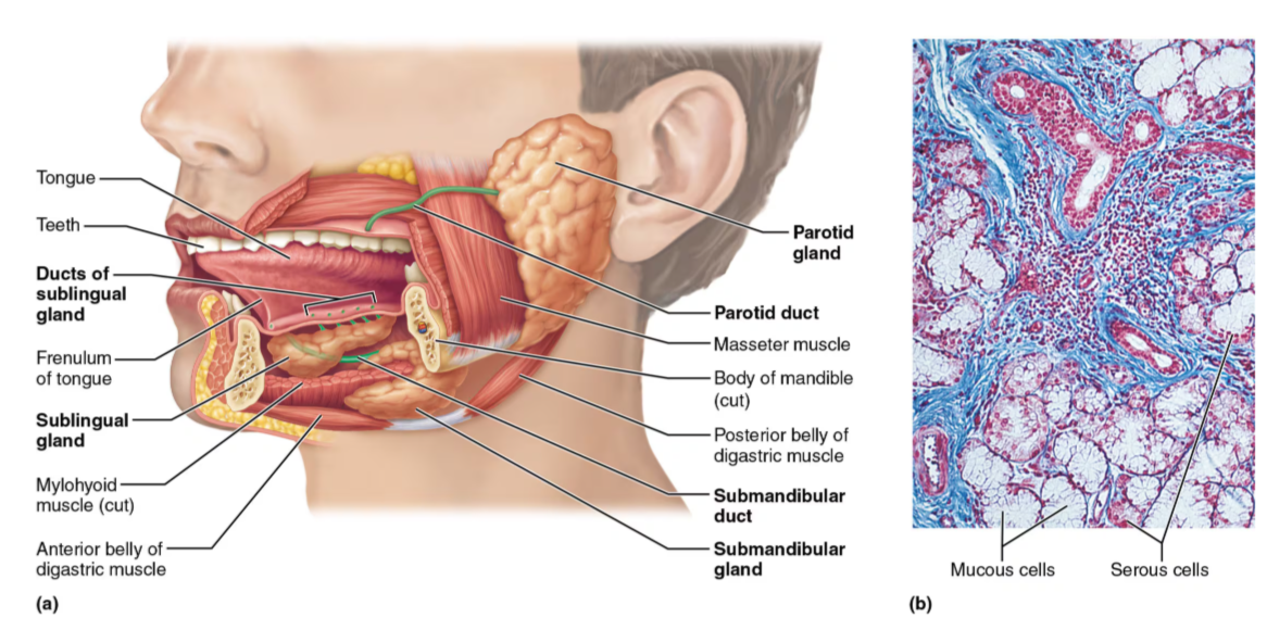 <ul><li><p>composed of 2 types of cells:</p><ul><li><p>serous cells: produce watery secretion, enzymes, ions, bit of mucin</p><ul><li><p>found in only in both submandibular and parotid glands</p></li></ul></li><li><p>Mucous cells: produce mucus</p><ul><li><p>found only in sublingual gland</p></li></ul></li></ul></li></ul><p></p>