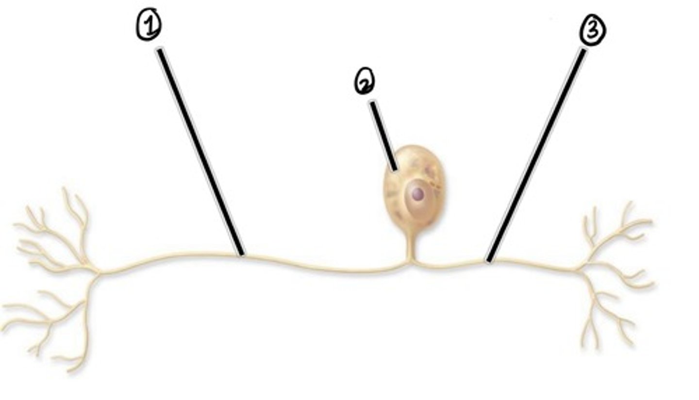 <p>Assuming the direction of impulse is left to right, what is 3</p>