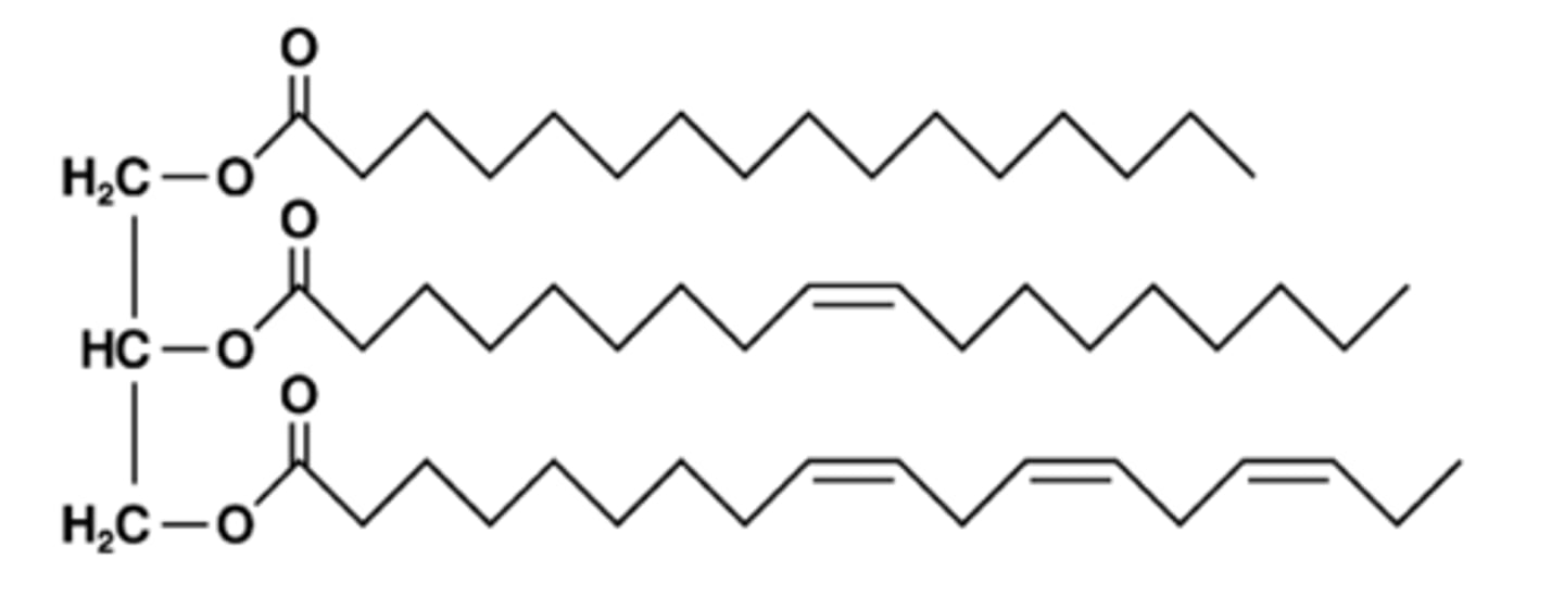 <p>triacylglycerols</p>