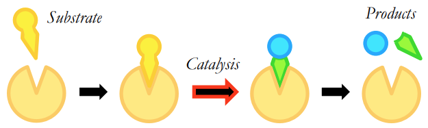 <p>What is the lock and key model?</p>