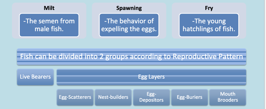 <ul><li><p>Egg layers can then be broken down into 5 different groups.</p></li><li><p>All egg layers – (External fertilization) the eggs are fertilized after being laid.</p></li><li><p>Sperm from the male is known as Milt.</p></li><li><p>The behavior of expelling the eggs and fertilization by the male is known as spawning.</p></li></ul>