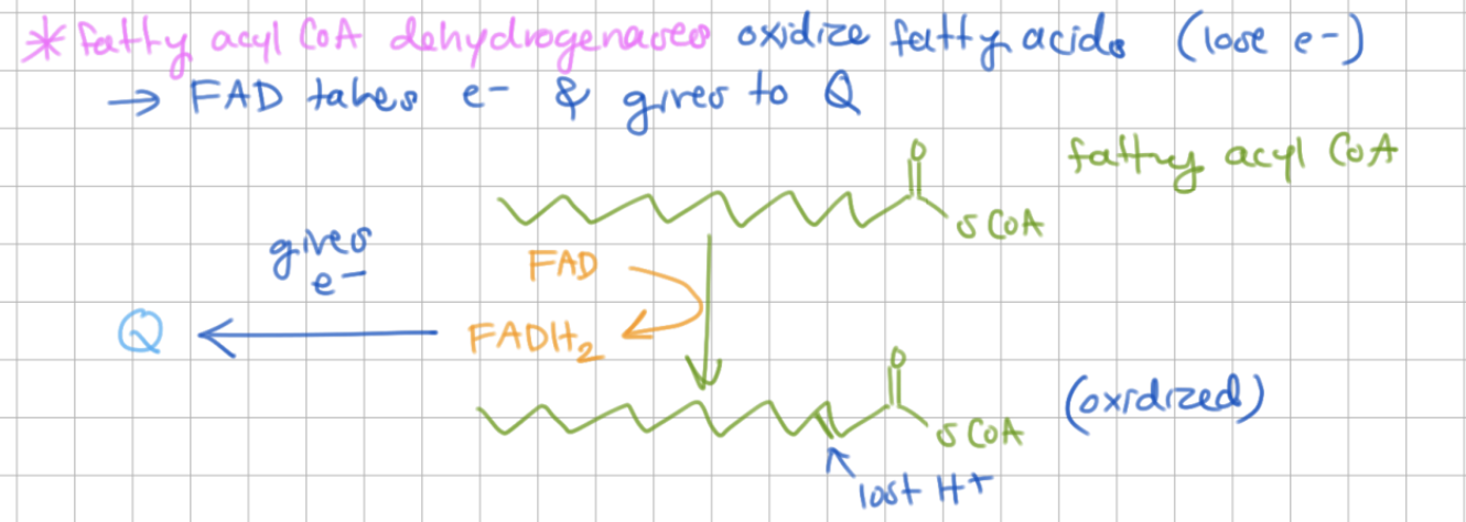 <p><u>Fatty acyl CoA dehydrogenase</u> oxidize fatty acyl CoAs and give electrons to Q. </p><p><u>FAD</u> takes electrons. </p>