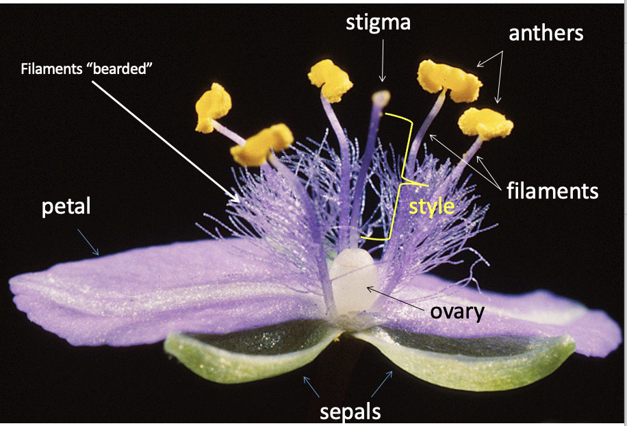 <p>perfect, imperfect, staminate, pistillate, neuter</p>