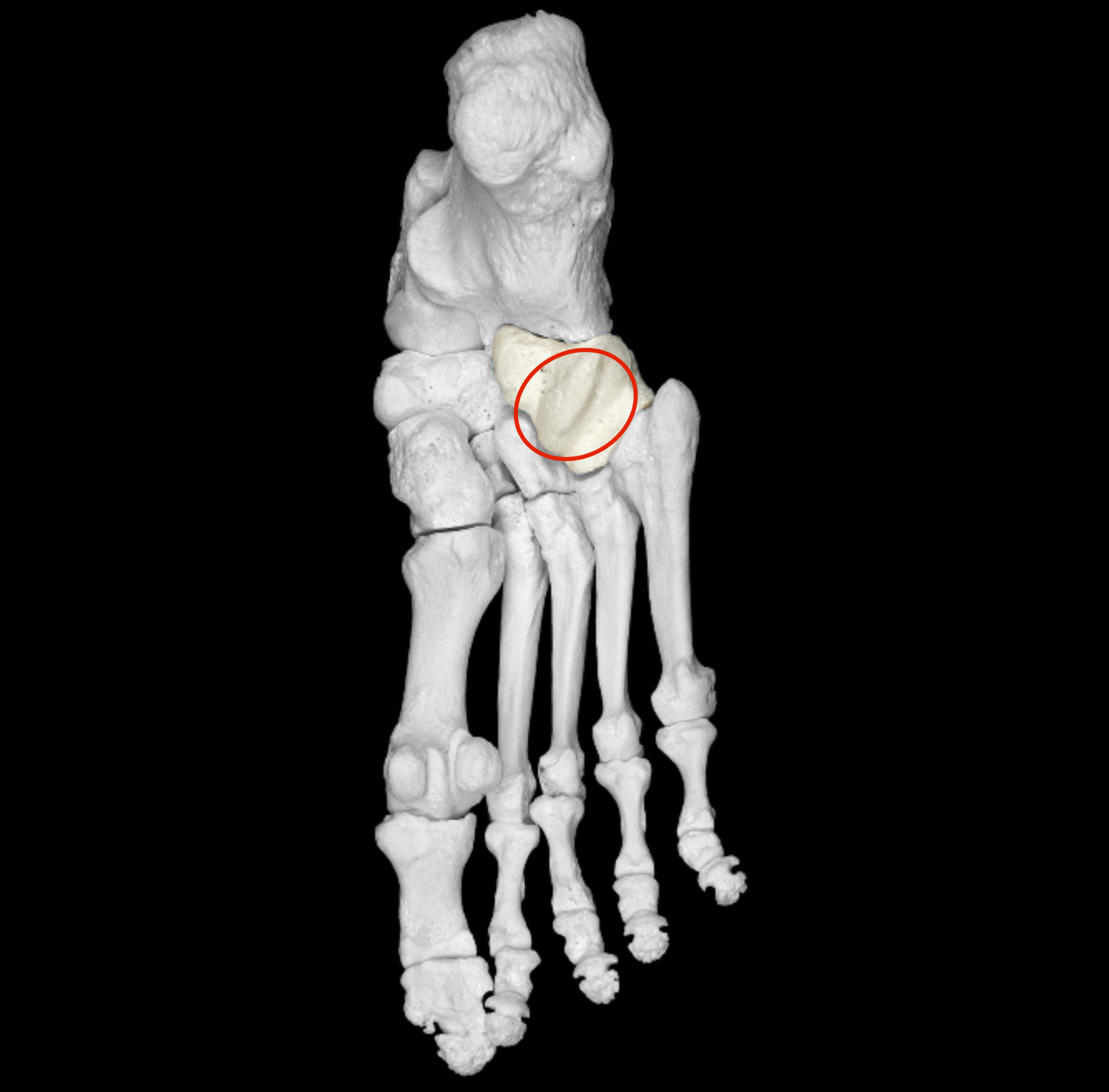 <p>bumps on inferior side of cuboid </p>