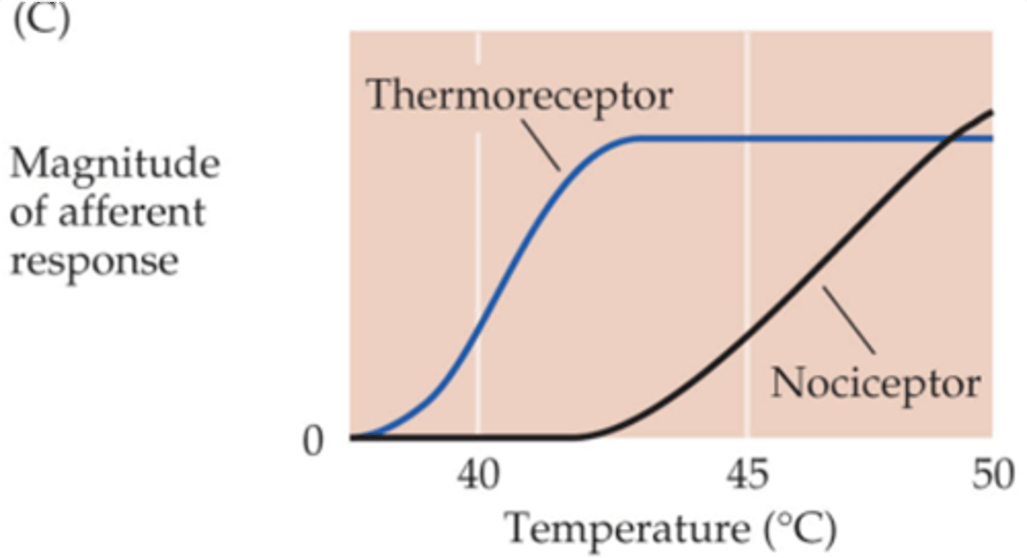 <p>It is clear that thermoreceptor activation has already __________ before pain is perceived - i.e. pain is not due to _________ ___ of normal receptors</p>