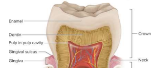 <p>Gingiva (gum)</p>