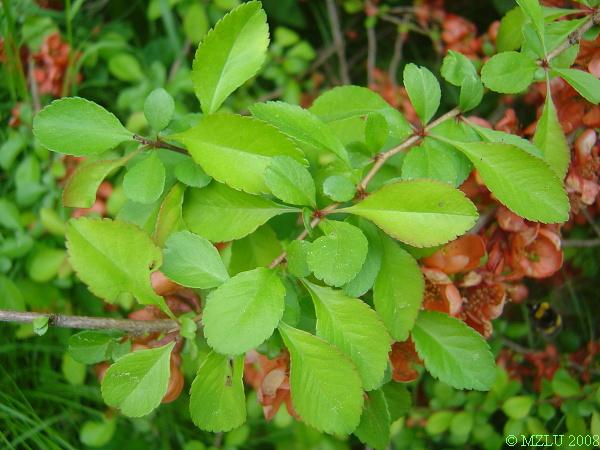 <p>kdoulovec lahvicovitý</p>