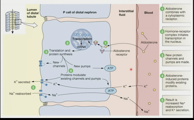 \- system is slow to turn on and slow to turn off as it depends on changing levels of protein synthesis