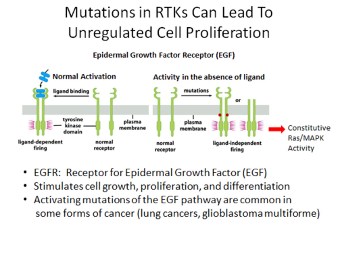 <p>EGFR: Receptor for Epidermal Growth Factor (EGF)</p><p>• Stimulates cell growth, proliferation, and differentiation</p><p>• Activating mutations of the EGF pathway are common in some forms of cancer</p>