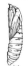 <p>type of pupae: wings are glued down</p>