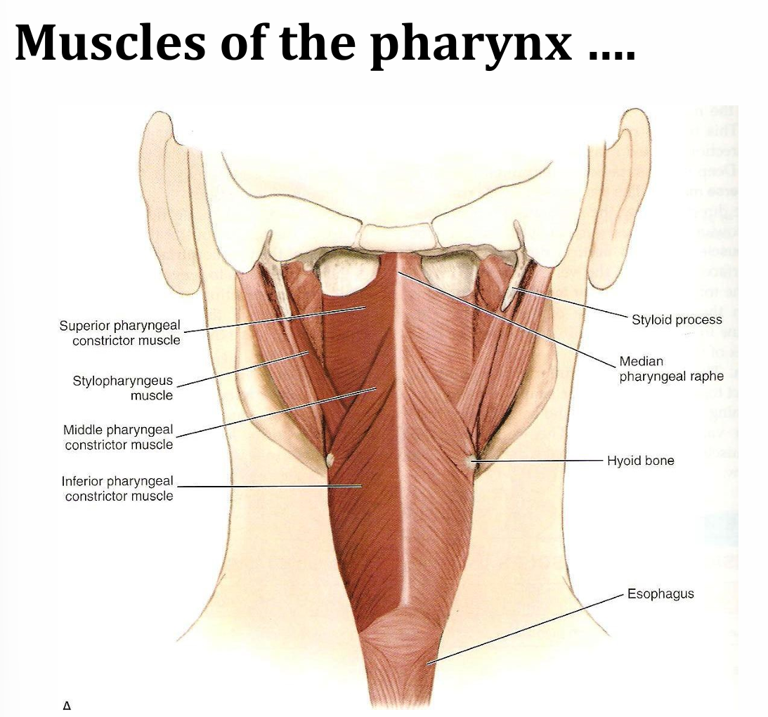 <p>superior, middle and inferior pharyngeal constrictor muscle </p>