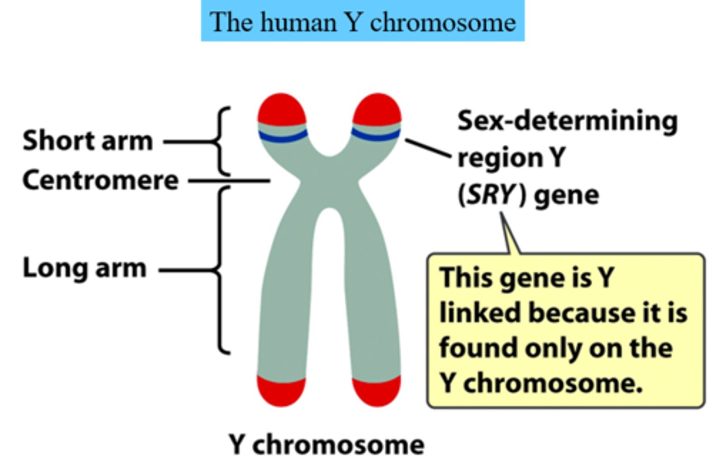 <p>A gene on the Y chromosome that becomes active at about two months of development, causing immature gonads to develop into testes.</p>