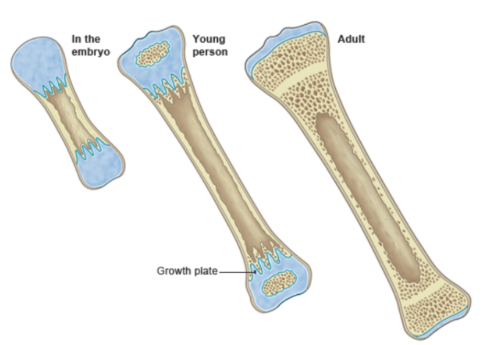 <p>What is ossification?</p>