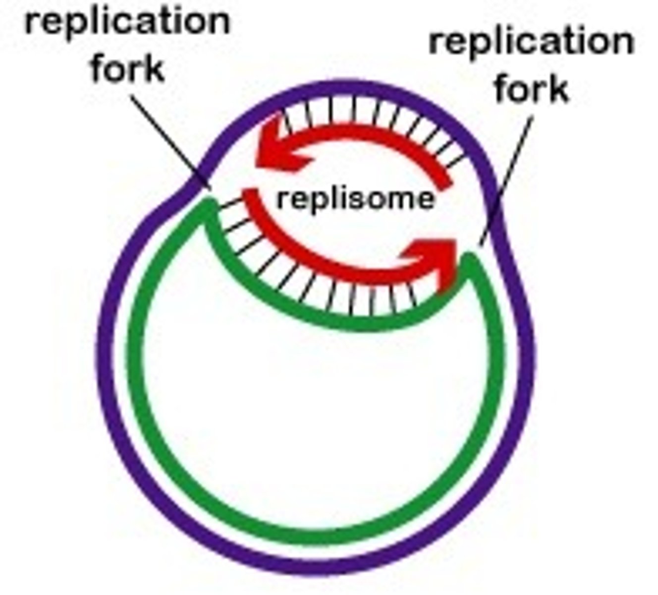 <p>circular,</p><p>double-stranded DNA</p>