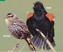 <p><span><span>Agelaius phoeniceus </span></span></p>